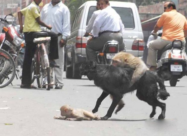 التضحية.. أم قردة تصارع كلبا شرسا حاول مهاجمة ابنها! (صور)