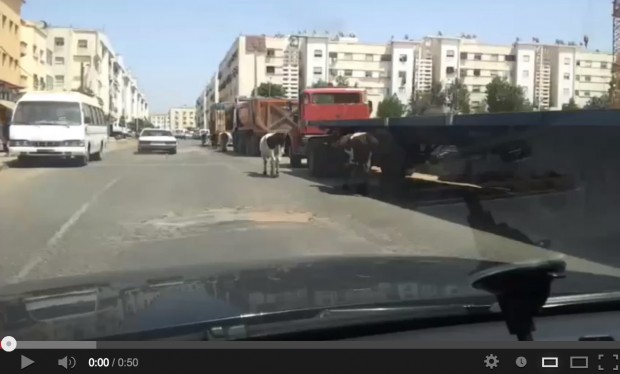 كازا.. البقر أولا