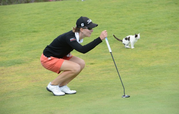 قطة تلعب الغولف