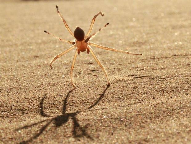 ناشيونال جيوغرافيك.. عنكبوت مغربي يحير العلماء