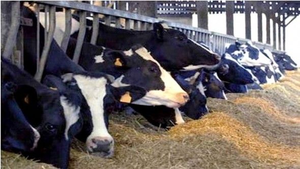 إجراءات للوقاية.. الحمى القلاعية في الجزائر تهدد البقر في المغرب
