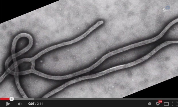 منظمة الصحة العالمية: المغرب اتخذ إجراءات فعالة لمواجهة خطر “إيبولا”