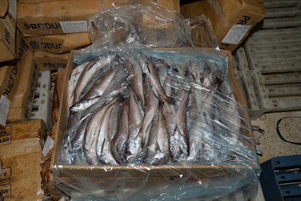 الله يحضر السلامة.. كمية السمك الفاسد المحجوز في كازا وصلت إلى 19 طنا (صور)
