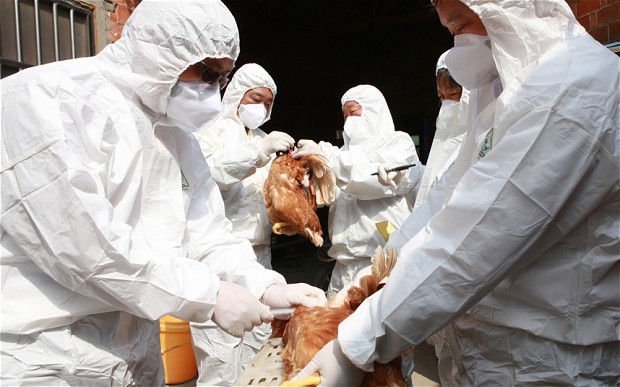 بسبب أنفلونزا الطيور.. المغرب يمنع الدجاج الفرنسي