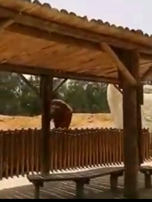 حديقة الحيوانات/ الرباط.. مصرع طفلة بسبب حجر ألقى به فيل