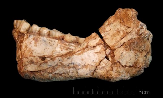 تاريخها يقارب 300 ألف سنة.. العثور على عظام أقدم أثر بشري نواحي مراكش