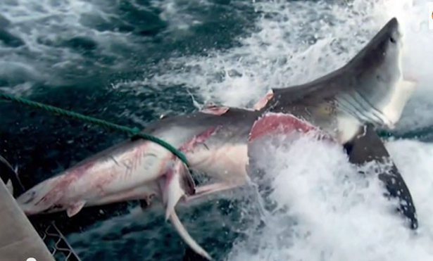لمدة 5 سنوات.. وزارة الصيد البحري تمنع صيد سمك القرش