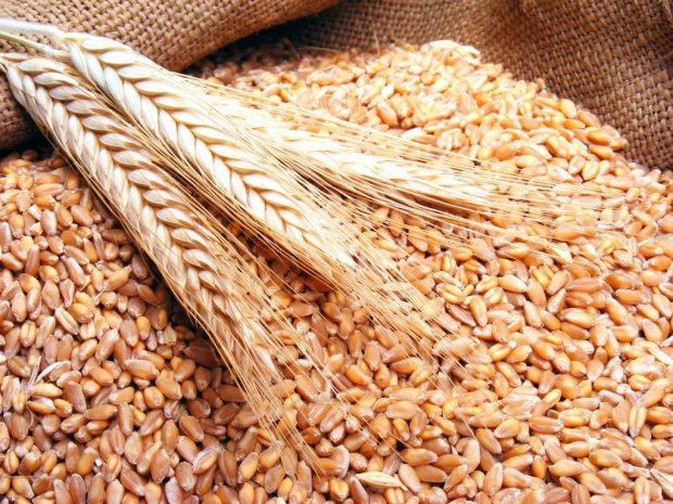 الصابة زينة هاد العام.. إنتاج القمح والشعير بلغ 96 مليون قنطار