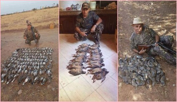 بالصور.. الستاتي فرحان بالحجل اللي صيّد
