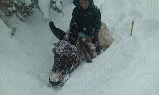 طفل على بغلة محاصر بالثلوج.. صورة قاسية من آيت بوكماز