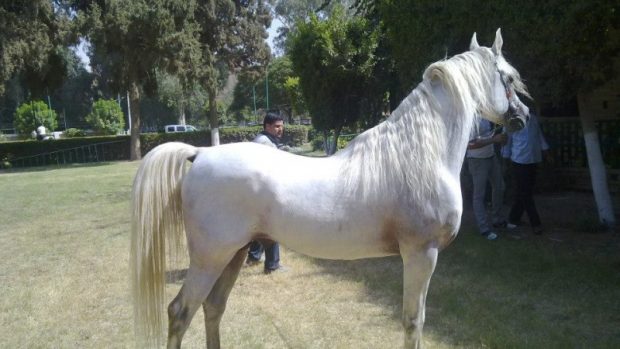 ثمنه لا يقل عن 10 ملايين دولار.. نفوق أجمل حصان في مصر