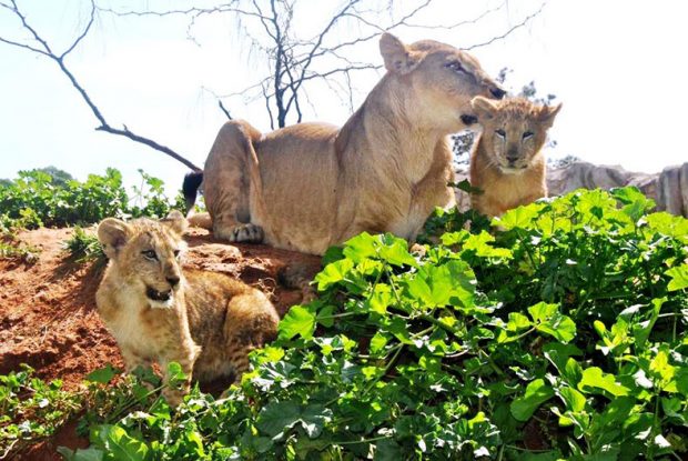حديقة الحيوانات الرباط.. ولادة 4 أشبال وتوأم حيوان الليمور من صنف “كاتا”