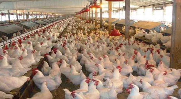 الدجاج والأونتيبيوتيك.. المهنيون يؤكدون سلامة “الكروازي”