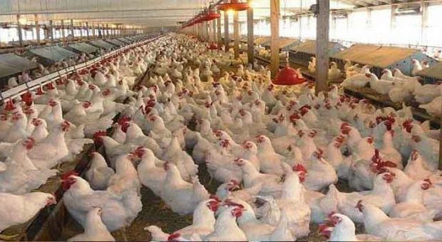 ما فيهش المضادات الحيوية والمواد الكيماوية.. البياطرة يدافعون عن الدجاج الكروازي