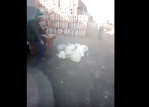 كارثة صحية.. دجاج مريض يباع في سوق كازاوي (فيديو)