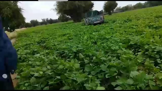 سرق بّيكوب ومرات مول البّيكوب.. لص “غبي” في تارودانت (فيديو)