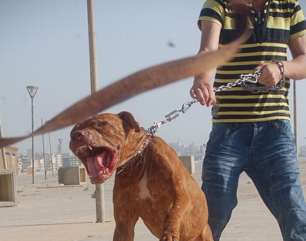 عقوبات وغرامات للمخالفين.. الحكومة تحمي المغاربة من “الكلاب الخطيرة”