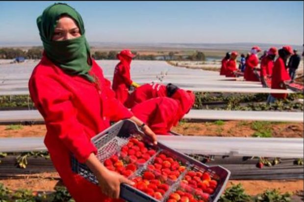وزارة الشغل: لم يحدث أي تحرش جنسي ضد العاملات المغربيات في حقول إسبانيا