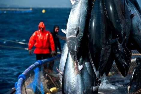 تفاصيل اتفاق الصيد البحري مع الاتحاد الأوروبي.. سمك المغرب ونكسة البوليساريو!