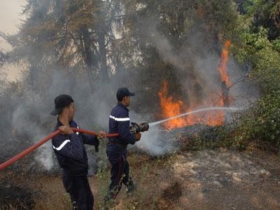 النيران التهمت 111 هكتارا.. خطر الحرائق يهدد الغابات