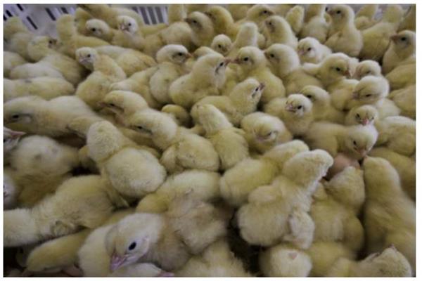 بسبب إعدام ملايين “الكتاكيت”.. ارتفاع أسعار الدجاج في المغرب