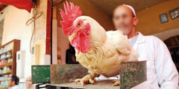 ارتفاع أسعار الدجاج.. الجمعية المغربية لمربي الدواجن تكشف السبب
