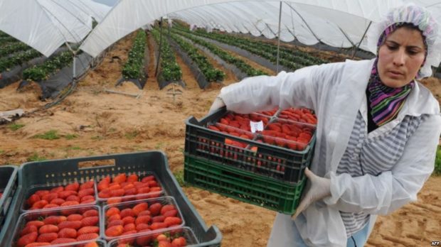 يهم المغربيات اللواتي يرغبن في العمل في حقول الفراولة الإسبانية.. معلومات مهمة