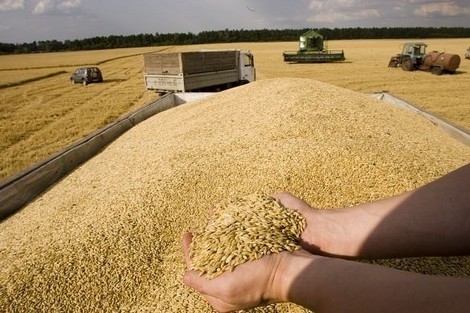 تجار أوروبيون: المغرب يريد اقتناء أزيد من 45 ألف طن من القمح الصلب