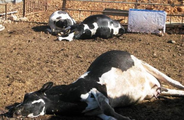 إحراق الأبقار المصابة.. مكتب السلامة الصحية يعلن القضاء على بؤر الحمى القلاعية