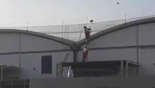 بالفيديو من أكادير.. عمال في الميناء ينقذون طائر “عوا”