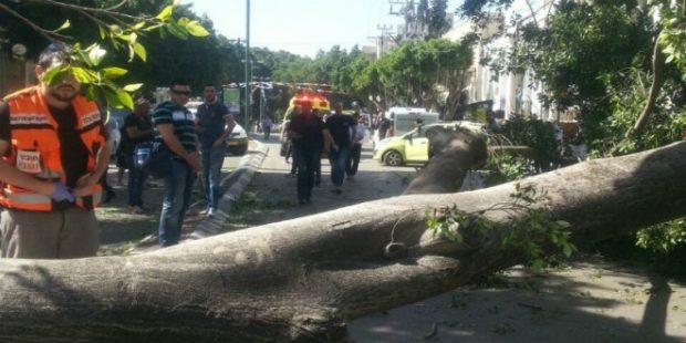 كازا.. سقوط شجرة داخل مؤسسة تعليمية ترسل 3 تلميذات إلى المستشفى