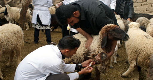 حملة تلقيح وقائية ضد أهم الأمراض الحيوانية المعدية.. “لونسا” تؤكد أن الحالة الصحية للقطيع في المغرب “جيدة”