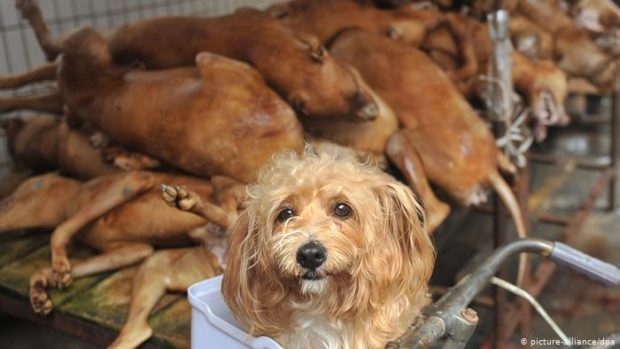 باقي زايدين فيه.. انطلاق مهرجان أكل لحوم الكلاب في الصين