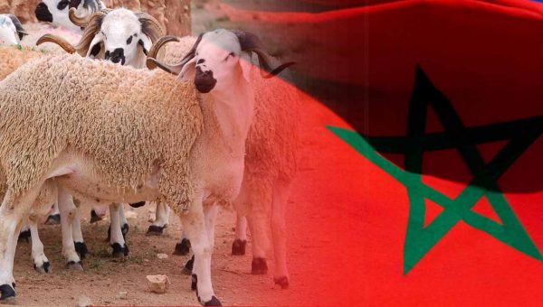 المغرب ألغى عيد الأضحى في 3 مناسبات.. هل يتكرر نفس السيناريو؟ (فيديو)