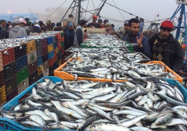 تمتد لـ4 سنوات.. توقيع اتفاقية للتعاون في مجال الصيد البحري بين المغرب وروسيا