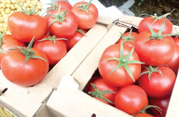 بارتفاع بلغ 12 في المائة.. الطماطم المغربية تنتعش في السوق الأوروبية