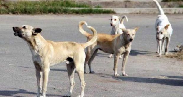 في كازا.. 7000 كلب ضال في الحجز