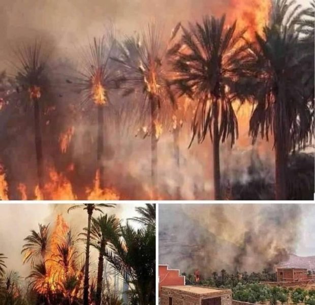 “جريمة إيكولوجية”.. حريق واحات “أفرا” يلتهم أزيد من 5000 نخلة (صور)