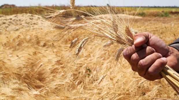 أزمة القمح في الجزائر.. تراجع إنتاج الحبوب بنسبة 40 في المائة