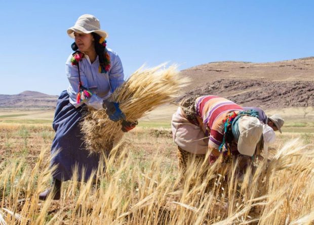 أول مرة يتنظم فالمغرب.. “عيد الحصاد” ما بقى ليه والو