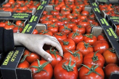 بعد خروجها من الاتحاد الأوروبي.. المغرب يزيح إسبانيا في سوق الطماطم البريطانية