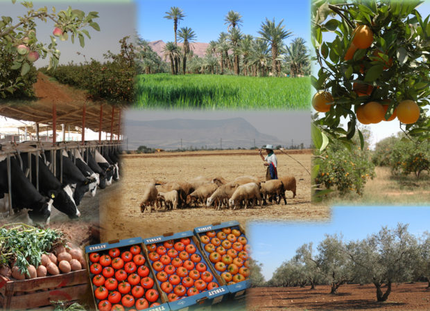 لرفع الإنتاجية والجودة.. المغرب وإسرائيل يعززان تعاونهما في الزراعة الذكية