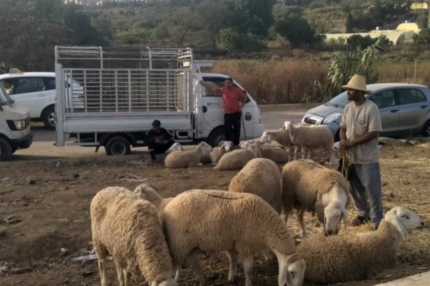بعد أزمة الحليب والقمح.. الأعلاف والحبوب تشعل سوق الماشية في الجزائر