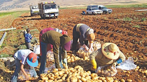 بسبب البطاطا.. استنفار وحالة طوارئ عند الفلاحين في الجزائر