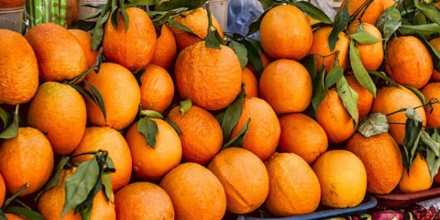 تايقين فجودة المنتوج ديالنا.. برتقال “نافيل” المغربي يغزو السوق الأمريكي