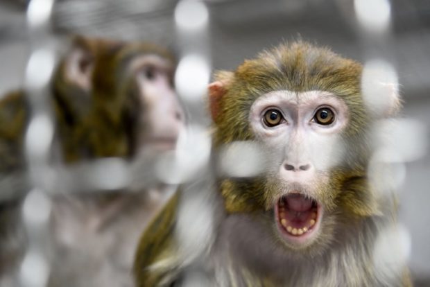 بان فـ12 دولة.. منظمة الصحة العالمية تتوقع ارتفاع عدد الإصابات بفيروس جدري القرود