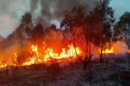 إمكانيات بشرية وطائرات “كنادير”.. الحكومة تكشف تفاصيل عملية إخماد حريق غابة في تازة