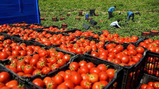 تقرير: المغرب يحتل المركز الثالث عالميا في تصدير الطماطم