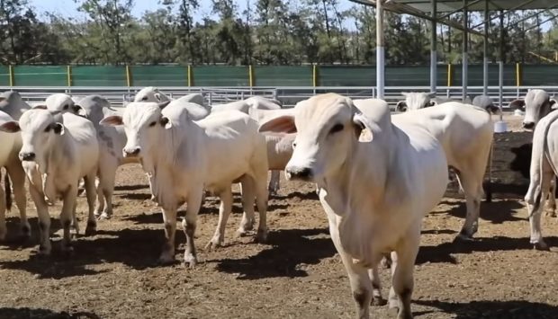جدل جودة الأبقار المستوردة من البرازيل.. “البام” يطالب وزير الفلاحة بالتوضيح