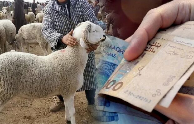 مهنيو المواشي: ثمن أضاحي العيد المستوردة هو 2850 درهم وليس 700 درهم